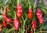 3 x Peter Pepper Hot Chilli Plug Plants
