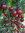 3 x Rosella Deep Pink, Cherry Tomato Plug Plants
