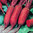 Beetroot Rainbow Mix 5 Varieties Seeds