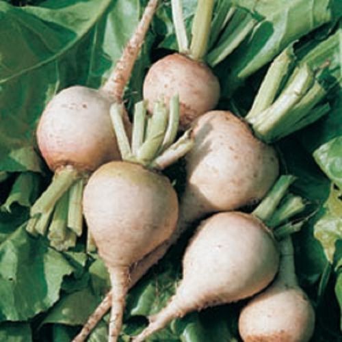 Beetroot Albina Ice 100 (2g's) Vegetable Seeds