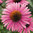 Echinacea purpurea Primadonna Deep Rose Pink