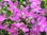 Lobelia Riviera Rose (Bedding) Flower Seeds