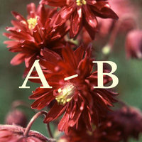 A - B