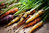Carrot Rainbow Blend 400 Vegetable Seeds