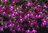 Lobelia Crimson Fountains Trailing Flower Seeds