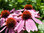 Coneflower Echinacea Angustifolia Flower Seeds