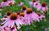 Echinacea pallida Pale Purple Coneflower