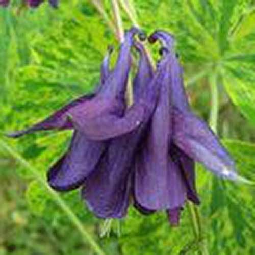 Aquilegia Woodside Blue Columbine Flower Seeds