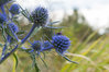Eryngium Planum Blaukappe Perennial Flower Seeds
