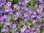 Geranium Pyrenaicum 'Summer Sky' 12 Seeds