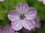 Geranium Albanum - 10 Flower Seeds