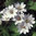 Geranium Pyrenaicum Summer Snow (15) Seeds
