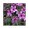 Geranium Rubescens 15 Flower Seeds