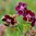 Geranium Phaeum 'Samobor' 10 Flower Seeds