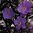 Geranium Pratense 'Purple-Haze' 10 Seeds