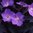 Geranium Pratense 'Purple-Haze' 10 Seeds