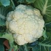 Cauliflower All Year Round (100) (0.4g's)