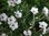 Geranium Maderense 'Guernsey White' 10 Seeds