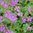 Geranium Gracile (15) Flower Seeds