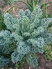 Kale - Dwarf Blue Curled Vegetable/Fruit Seeds