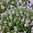 Thyme Thymus Vulgare (Herb) 1050 (0.1g's)