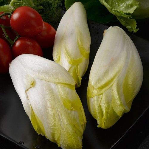 Chicory Brussels Witloof 1200 (2 g's)