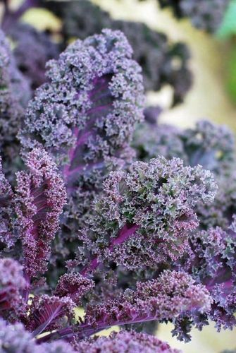 Kale Scarlet Borecole Vegetable/Fruit Seeds