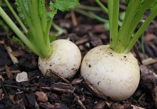 Turnip Snowball Vegetable Seeds