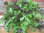 Tasty Mustard Mix Salad Leaf Mix