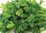 Parsley Italian Giant (Herb) 500 (1g)