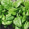 Spinach Chevelle F1 Vegetable Seeds