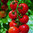 3 x Tomato Shirley Plug Plants