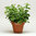 6 Herbs Basil Sage Thyme Parsley Dill Oregano