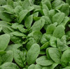 Spinach Trombone F1 150 (1.66g) Vegetable Seeds