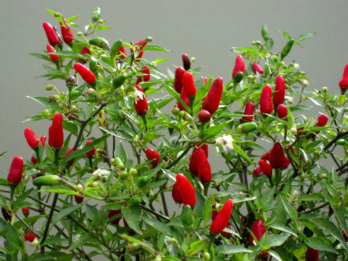 Pepper Hot Thai Chilli Vegetable/Fruit Seeds