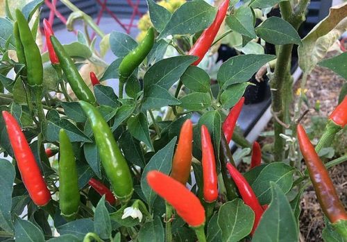 Birds Eye (Hot) Chili Pepper Seeds