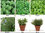6 Pack Herb Collection Seeds Basil, Coriander