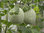 Melon Irina F1 (8) Fruit Seeds