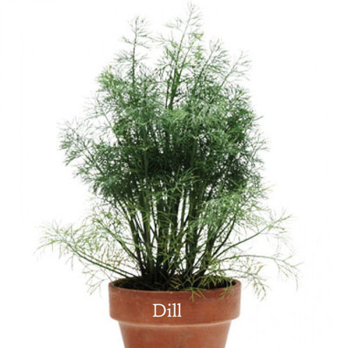 2 x Dill Herb Plug Plants