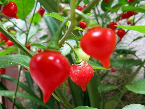 Biquinho Red "Pearl Peppers" (10) Fruit Seeds