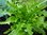 Lettuce Catalogna Verde 720 (0.8g) Veg Seeds