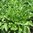 Lettuce Catalogna Verde 720 (0.8g) Veg Seeds