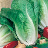 Lettuce Lobjoits Green Cos 900 (1g) Veg Seeds