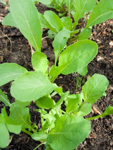 Salad Rocket, Victoria Vegetable Seeds