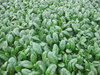Spinach F1 Banjo (150) Vegetable/Fruit Seeds