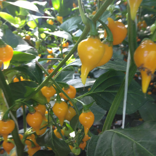 Biquinho Yellow "Pearl Peppers" (10) Fruit Seeds