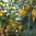 Biquinho Yellow "Pearl Peppers" Veg/Fruit Seeds
