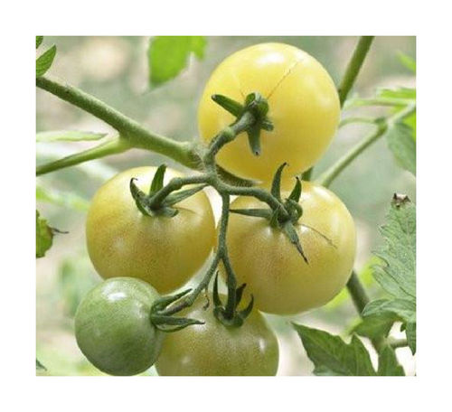 Tomato Snow Berry Vegetable Seeds