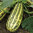 Marrow Green Bush 15 Vegetable Seeds