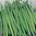Dwarf French Bean Tendergreen Vegetable Seeds